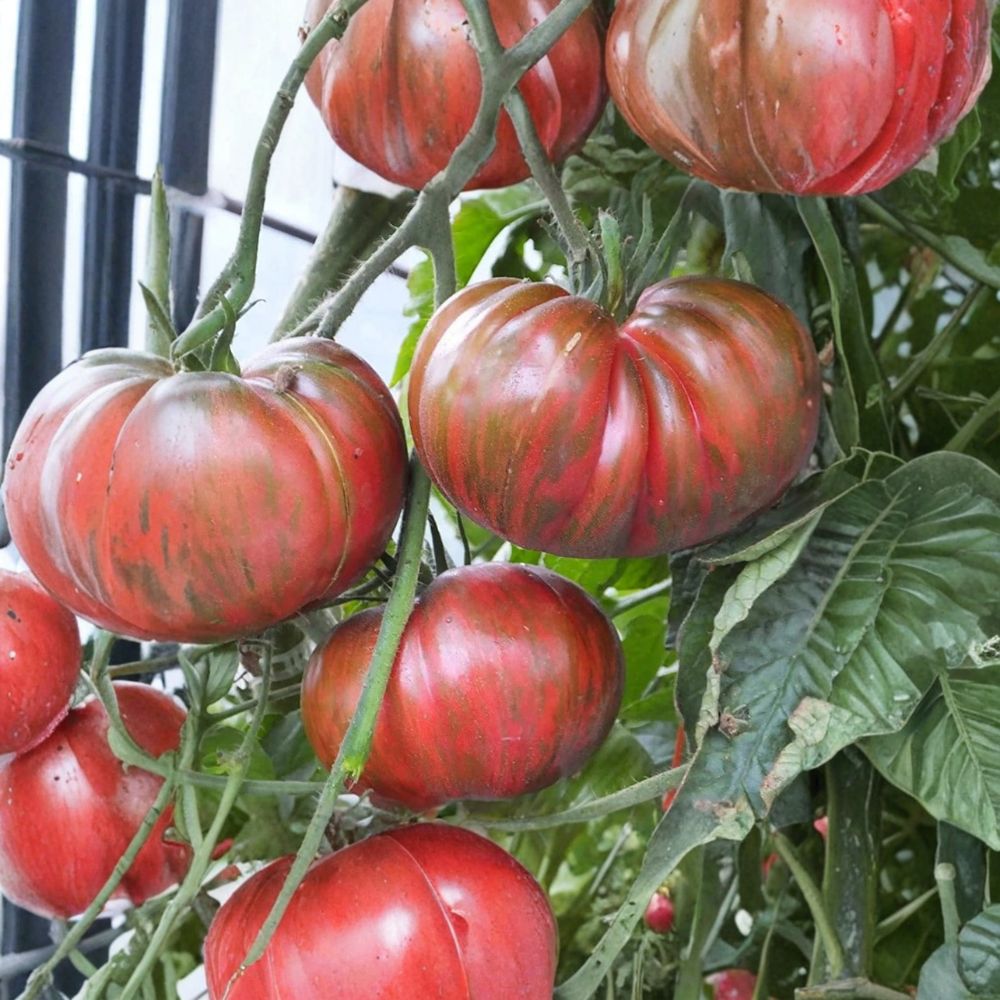 Pink Berkeley Tie-Dye Tomato Seeds – Heirloom Solanum lycopersicum, Organic, Garden & Container Friendly, Easy to Grow