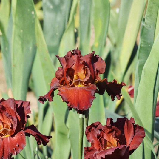 Lest We Forget Bearded Iris 3 Pack Grade #1 Rhizomes Reblooming Red Perennial Flower Bulbs