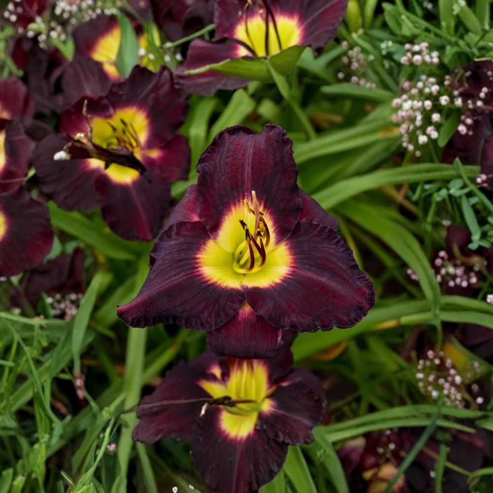 Hemerocallis 'Bela Lugosi' Daylily – 3 Bare Root Plants, Deep Purple Blooms, Hardy Perennial Flower, Grade #1 Roots