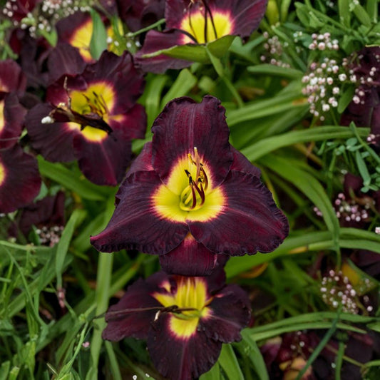 Hemerocallis 'Bela Lugosi' Daylily – 3 Bare Root Plants, Deep Purple Blooms, Hardy Perennial Flower, Grade #1 Roots