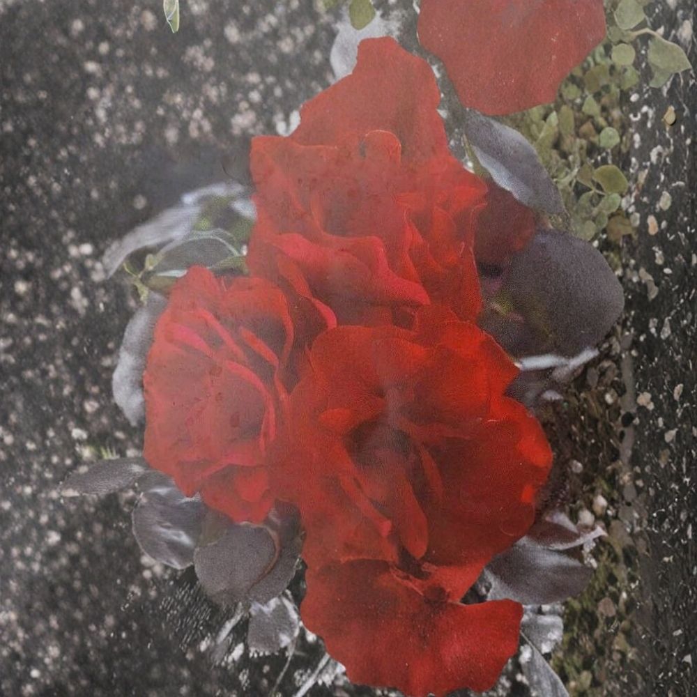 Europeana Floribunda Rose – Dark Crimson Red Live Bush Plant | 2 Gallon Everblooming Flowering Shrub with Root Ball