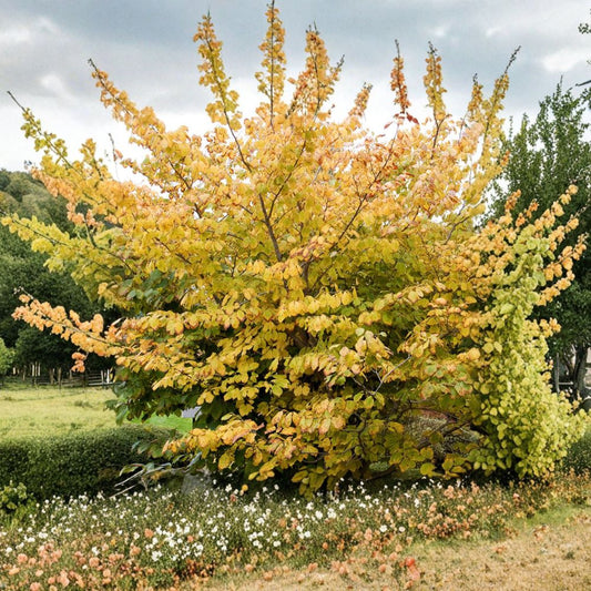 Hamamelis mollis 'Goldcrest' Witch Hazel Live Plant – Fragrant Golden Yellow Blooms, Winter Flowering Shrub, 10 Inches Tall
