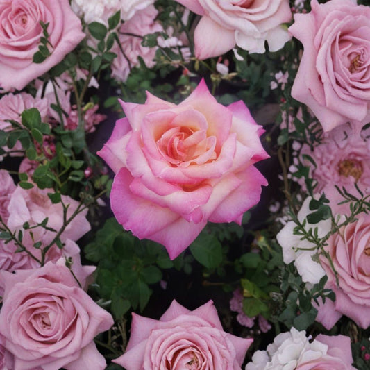 Kordes Perfecta Rose – Hybrid Tea Live Plant – Cream & Pink Blooms – Everblooming Garden Rose – 2 Gallon Size