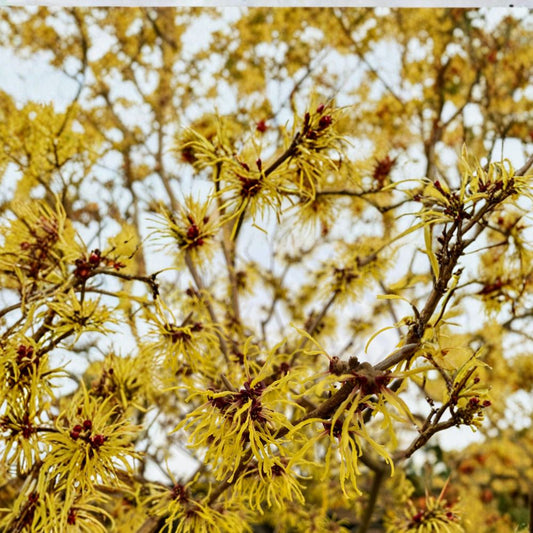 Hamamelis x intermedia 'Brandis' Witch Hazel Live Plant – Bright Yellow Winter Blooms, Hardy Ornamental Shrub, 12 Inches Tall