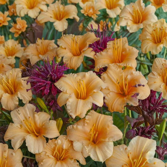 Hemerocallis 'Apricot Sparkles' Daylily – 3 Bare Root Dwarf Perennial with Apricot Blooms, Grade #1 Roots, Container Friendly Garden Flower