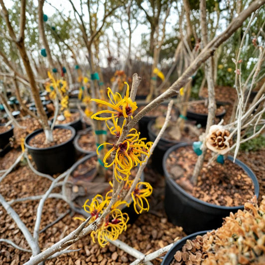 Hamamelis x intermedia 'Basma' Witch Hazel Live Plant – Yellow-Orange Winter Blooms, Hardy Ornamental Shrub, Grafted for Vibrant Color