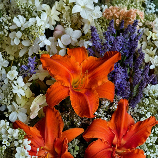 Hemerocallis 'Alabama Jubilee' Daylily – 3 Bare Root Plants, Fiery Red Orange Blooms, Award-Winning Perennial, Hardy Garden Flower