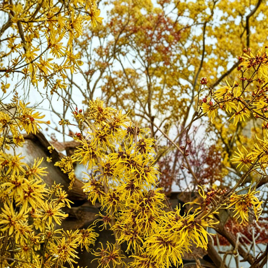 Hamamelis x intermedia 'Ripe Corn' Witch Hazel Live Plant – Hardy Ornamental Shrub with Golden Winter Blooms, 12 Inches Tall