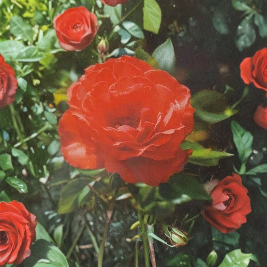 Impatient Floribunda Rose – Orange Red Live Bush Plant | 5 Gallon Garden Shrub with Root Ball | Vibrant Blooming Landscape Favorite