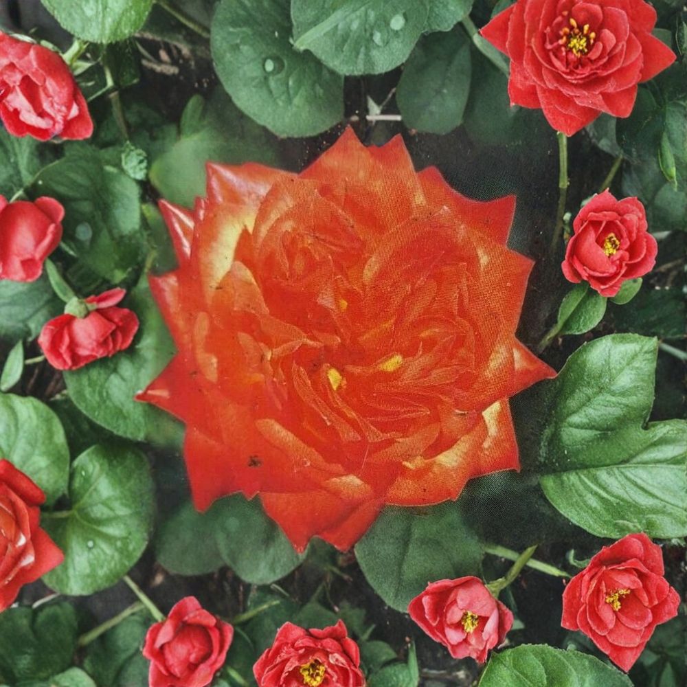 Charisma Rose Live Plant – Rosa Floribunda, 2 Gallon, Everblooming Garden Rose with Red, Orange, Yellow Blooms