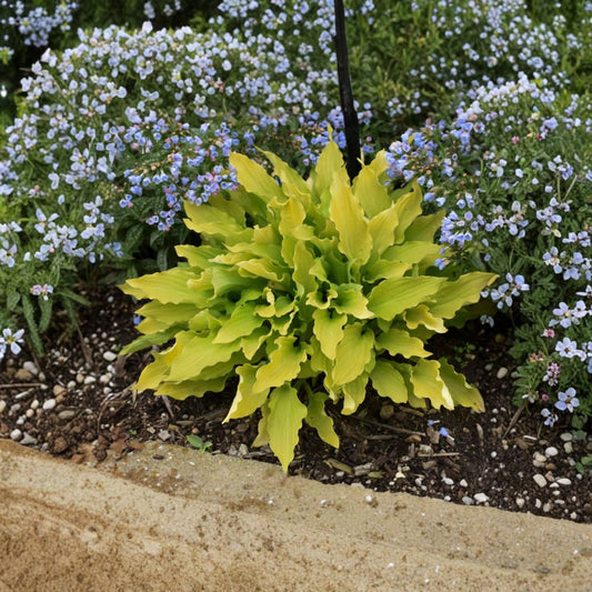 Hosta 'Time in a Bottle' Bare Root Plant | Yellow Chartreuse Foliage | Shade Garden Perennial | Purple Flowers