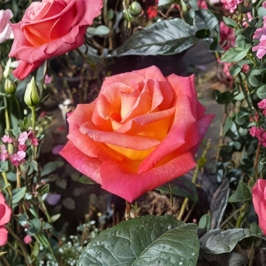 Mikado Rose – Rosa Hybrid Tea Live Plant, 2 Gallon, Scarlet Red & Yellow Blooms, Garden & Landscape Friendly