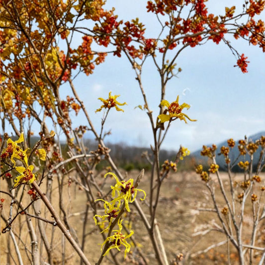 Hamamelis x intermedia 'Early Bird' Witch Hazel Live Plant – Compact Shrub with Yellow Winter Blooms, 15 Inches Tall, Grafted Ornamental Plant