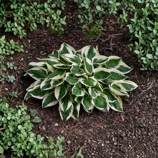 Hosta 'Patriot' Bare Root Starter Plant – White Variegated Foliage, Shade Garden Perennial, Lavender Flowers, Hardy Hosta