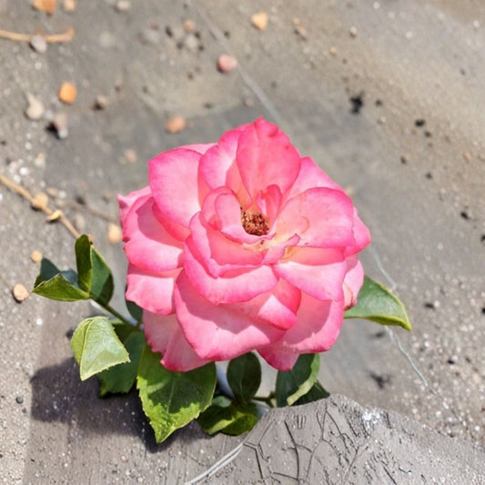 Nicole Everblooming Floribunda Rose – White Pink Live Bush Plant, 2 Gallon, Continuous Flowering Garden Rose, Rosa floribunda