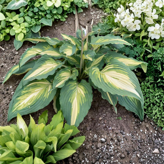 Hosta 'Love Story' Bare Root Plant | Variegated Shade Perennial with White Flowers | Heart-Shaped Foliage | Hardy Garden Plant