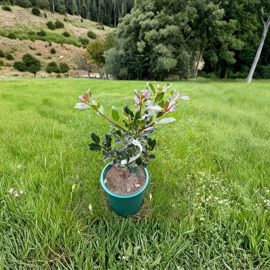 Ilex aquifolium Grandma Hardy Female English Holly Live Plant 2 Gallon Pot Evergreen Shrub with Red Berries