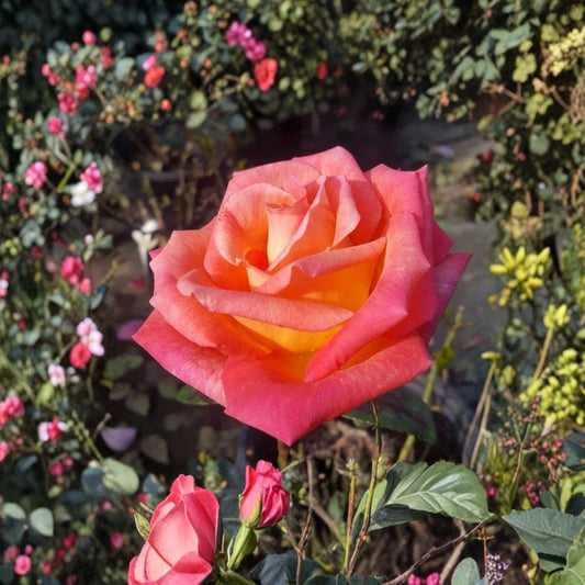 Mikado Rose – Rosa Hybrid Tea Live Plant 1 Gallon | Scarlet Red & Yellow Blooms | Garden & Landscape Ready
