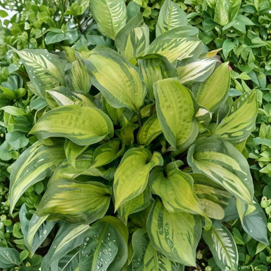 Hosta 'Island Breeze' Bare Root Plant – Yellow Variegated Foliage, Red Speckled Petioles, Shade Garden Perennial