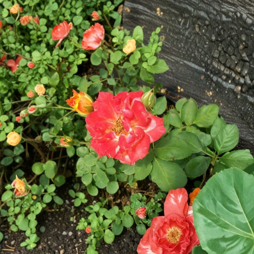 Pinata Rose Live Plant, 3 Gallon, Multicolor Yellow-Orange Blooms, Rosa Garden & Landscape Friendly