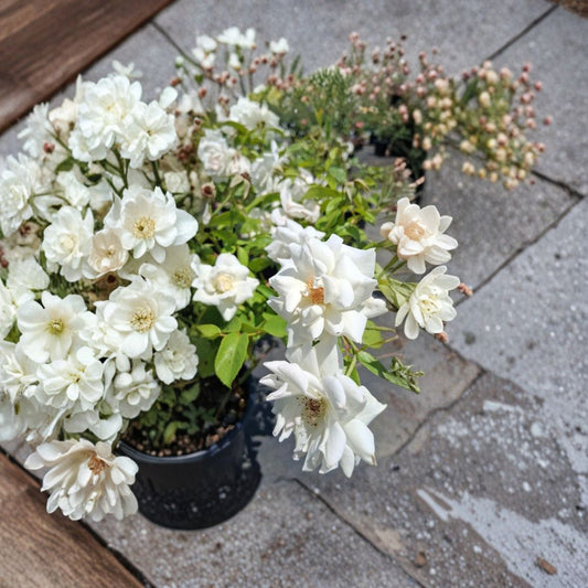 Iceberg Floribunda Rose – White Live Bush Plant, 3 Gallon, Everblooming Garden Rose, Root Ball Included