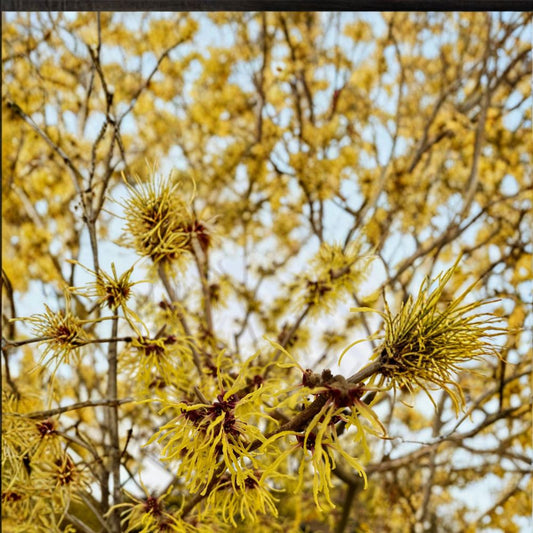 Hamamelis x intermedia 'Brandis' Witch Hazel Live Plant – Bright Yellow Winter Blooms, Hardy Ornamental Shrub in 2-Gallon Pot