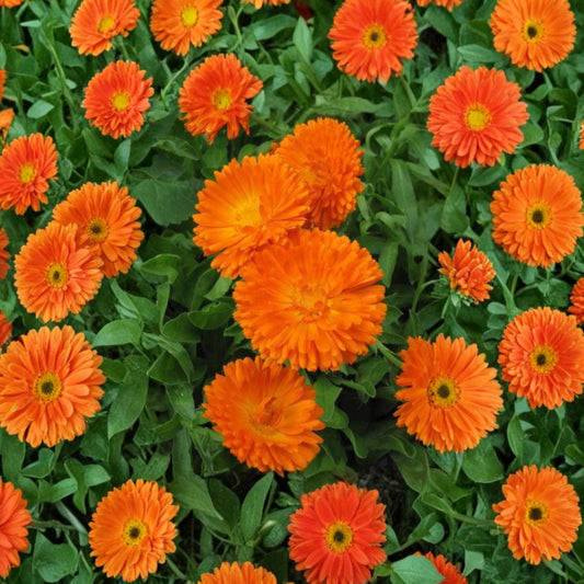 Orange King Calendula Seeds – 30 Organic Non-GMO Heirloom Calendula officinalis for Garden & Container Growing