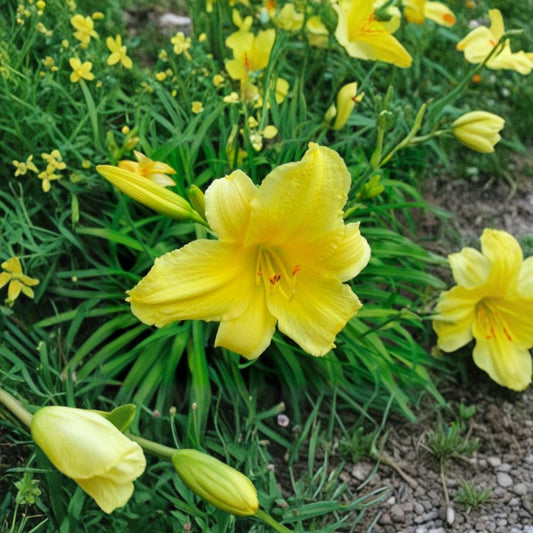Hemerocallis 'Suzie Wong' Daylily – 3 Bare Root Plants, Hardy Perennial Flower, Garden Favorite, Easy to Grow, Bright Color