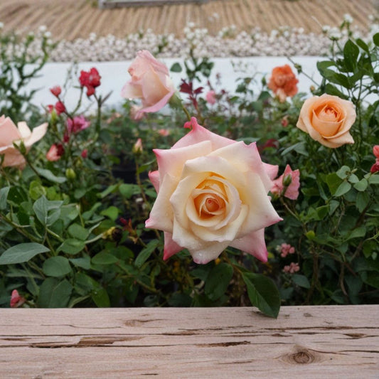 Peace Rose Live Plant – Hybrid Tea Rose 3 Gallon Yellow Blend Blooms, Award-Winning Garden Shrub for Full Sun Landscape
