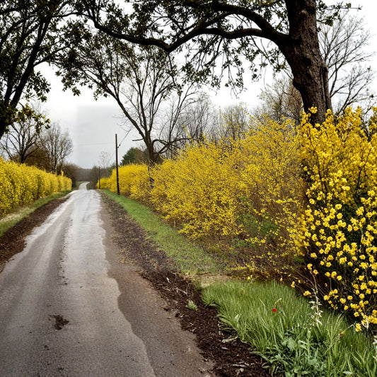 Northern Gold Forsythia Live Flowering Shrub 1 Gallon Pot Forsythia x intermedia Cold Hardy Yellow Spring Blooms