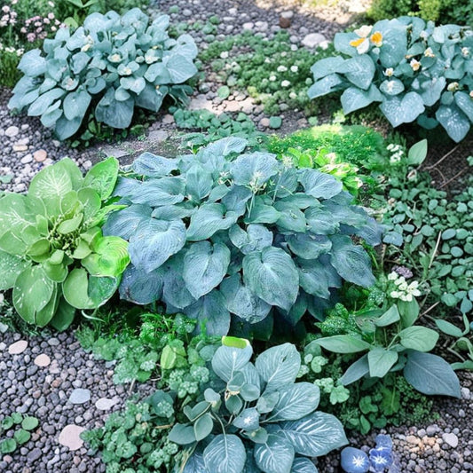 Hosta 'Blue Angel' Bare Root Starter Plant – Large Blue-Green Foliage, Shade Garden Perennial, Slug Resistant, Lavender Flowers
