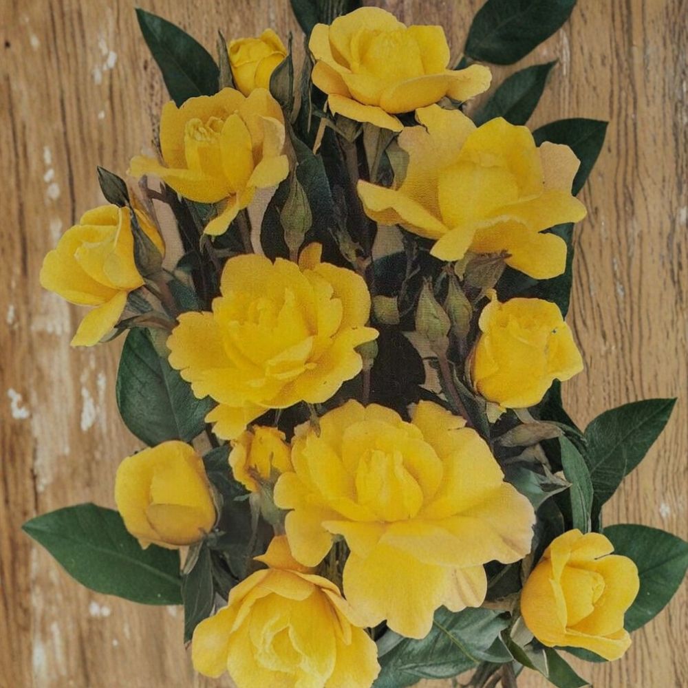 Climbing Golden Shower Rose – Daffodil Yellow Live Bush Plant, 1 Gallon, Trellis & Arbor Favorite, Rosa spp.