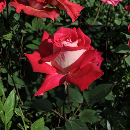 LOVE Grandiflora Rose Plant – 2 Gallon Ruby Red & White Blooms Fragrant Flowering Shrub for Full Sun Gardens