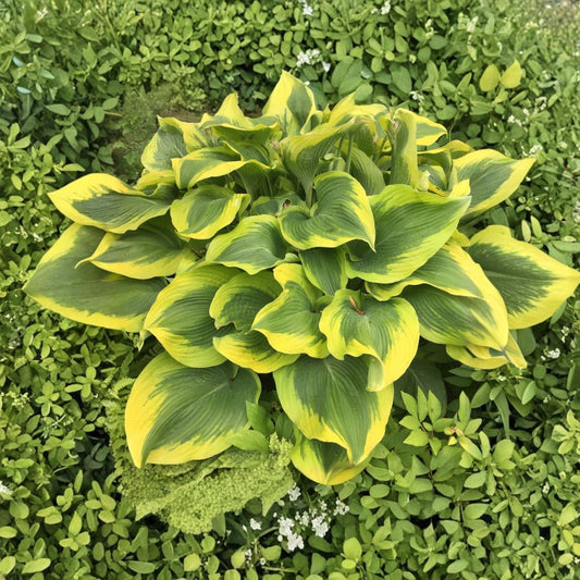 Hosta 'Atlantis' Bare Root Starter Plant – Giant Variegated Shade Garden Perennial with Lavender Flowers