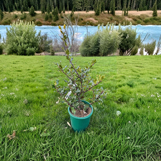 Ilex aquifolium Beanie Johnson Hardy Male English Holly Live Plant 2 Gallon Pot Evergreen Landscape Tree Pollinator Holly