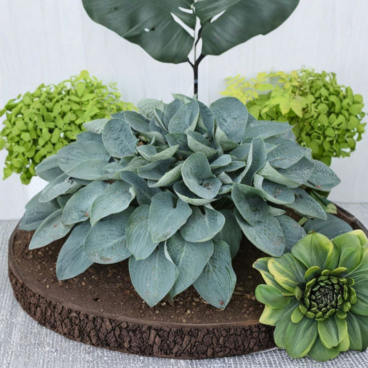 Hosta 'Above the Clouds' Bare Root Starter Plant | Large Blue Foliage Shade Garden Perennial | SHADOWLAND® Collection
