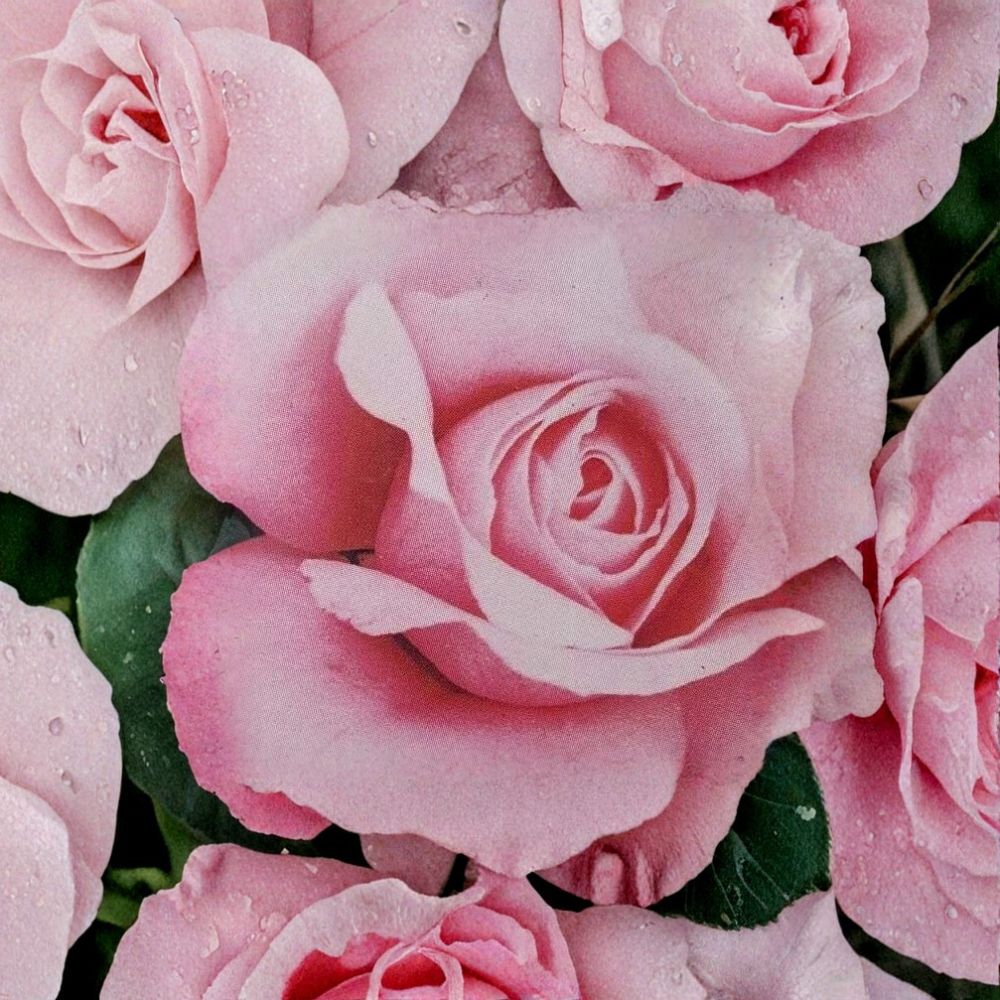 Queen Elizabeth Grandiflora Rose – Live Pink Rose Bush in 2 Gallon Pot – Elegant Full Sun Garden Flower Plant (Rosa 'Queen Elizabeth')