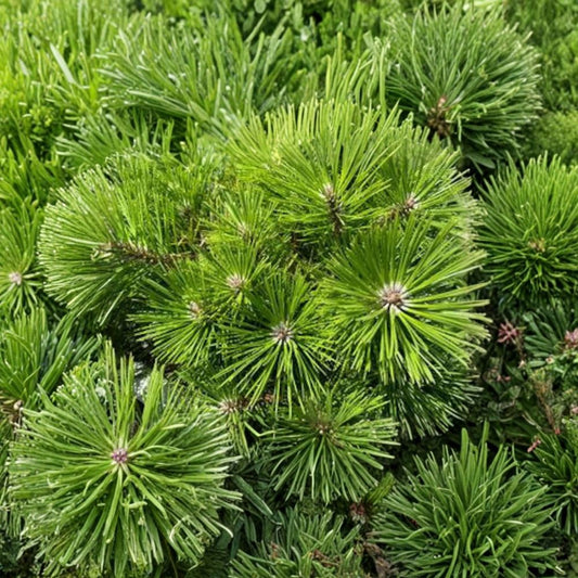 Japanese Red Pine Live Plant | 12 Inch Mounding Evergreen | Pinus densiflora 'Vibrant' | Easy Care Landscape Conifer