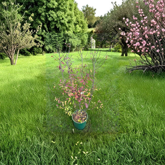 Nemopanthus mucronatus Female Mountain Holly Live Plant – Berry-Producing Shrub in 2-Gallon Pot for Woodland Gardens