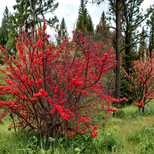 Ilex verticillata 'Winter Red' Winterberry Holly Live Plant 1-Gallon Pot Bright Red Winter Berries Native Deciduous Shrub