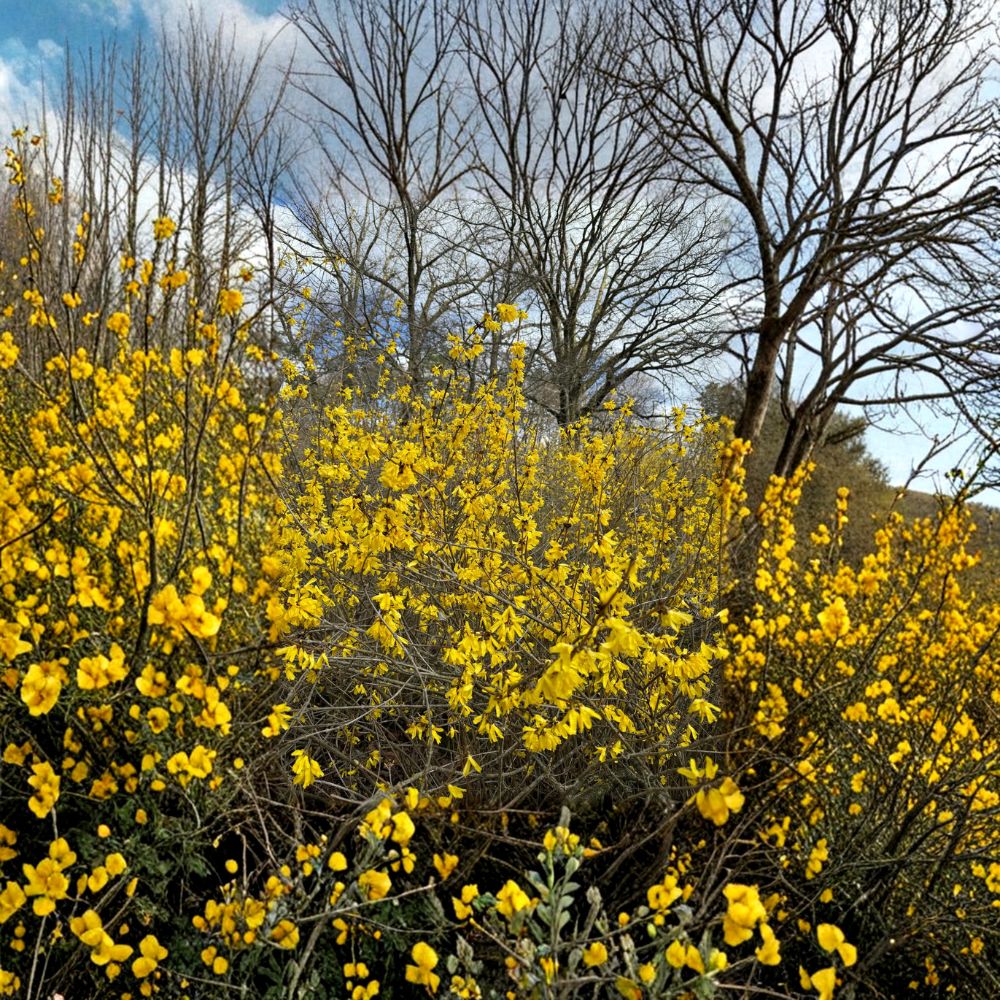 Forsythia Live Plant 2 Gallon Pot | Vermont Sun Bright Yellow Spring Blooms | Compact Hardy Shrub | Forsythia mandschurica