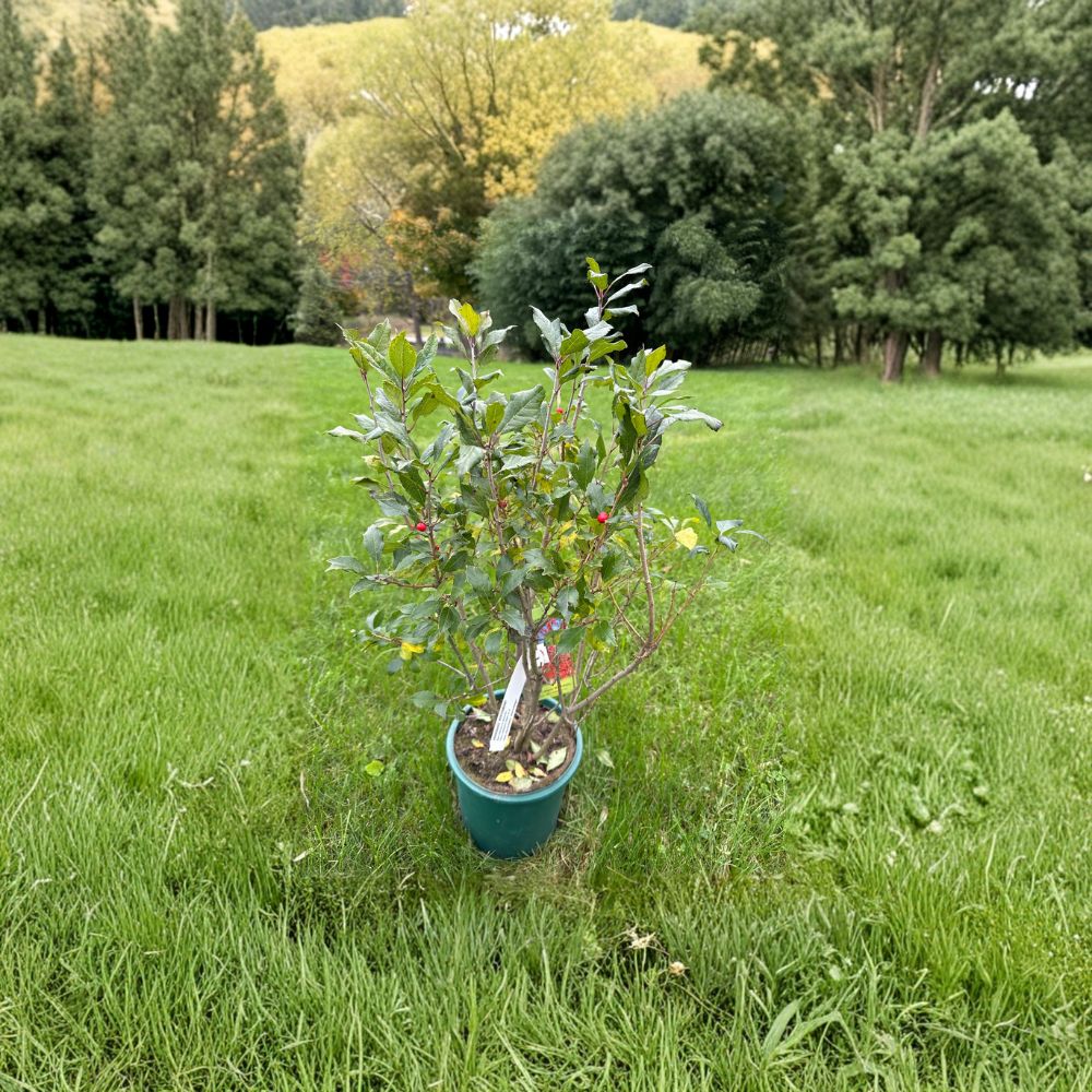 Dwarf Winterberry Shrub 2 Gallon Pot Ilex verticillata 'Kennebago' Red Berries Native Deciduous Landscape Plant