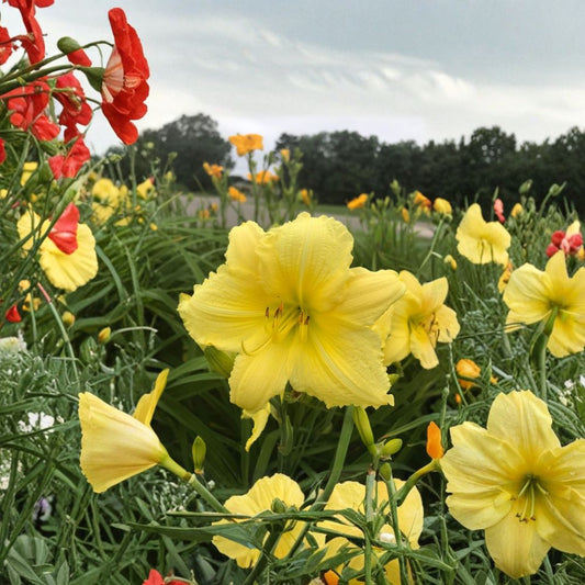 Hemerocallis 'Big Time Happy' Daylily – 3 Bare Root Plants, Reblooming Lemon Yellow Perennial, Easy to Grow Garden Flower