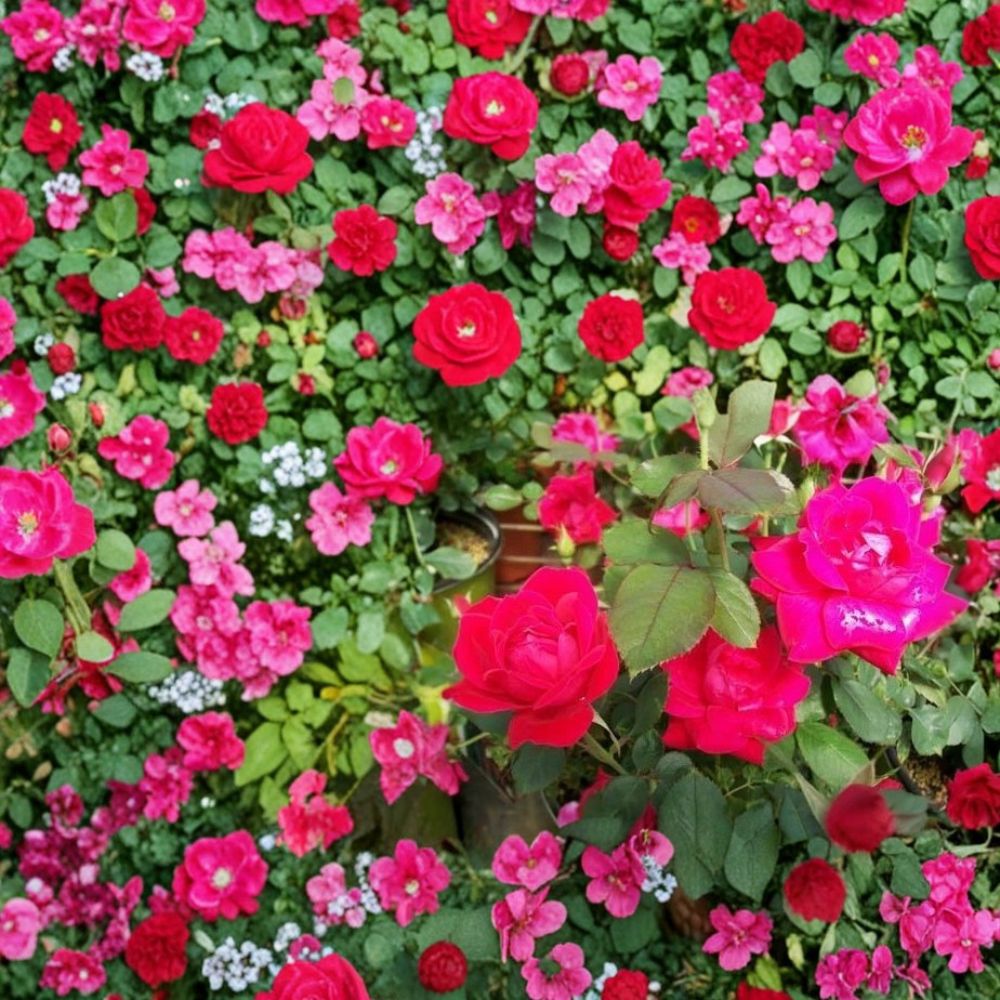 Double Knock Out® Red Rose Live Plant – 1 Gallon, Disease-Resistant, Vibrant Red Blooms, Easy Care Landscape Rose Bush