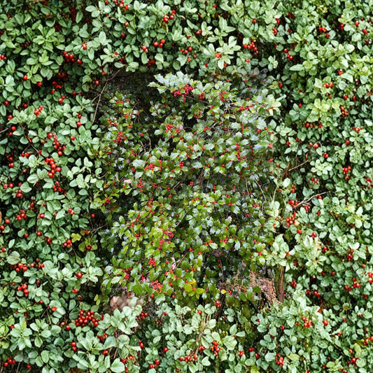 Ilex opaca Dan Fenton American Holly Live Plant – Female Evergreen Tree with Red Berries, 12 Inches Tall, 1-Gallon Pot
