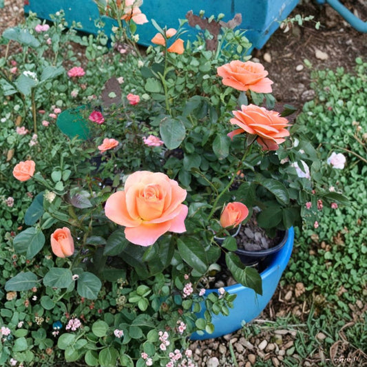 New Year Grandiflora Orange Rose Live Plant – 3 Gallon Size, Vibrant Orange Blooming Shrub, Repeat Blooming Garden Rose, Rosa x grandiflora