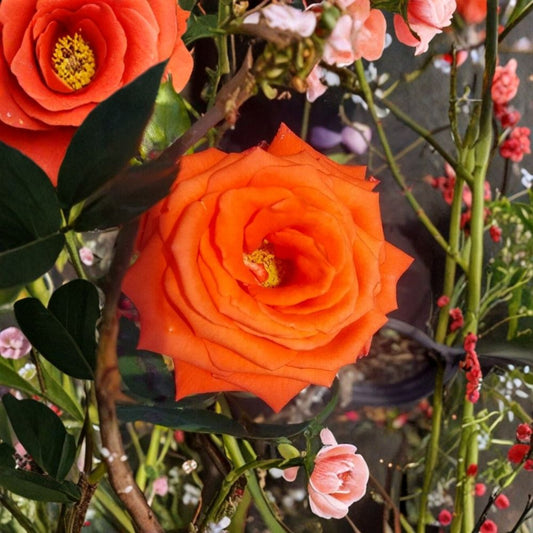 Marina Floribunda Rose Bush – Live Everblooming Salmon Orange Flowers – 2 Gallon Garden Rose Shrub