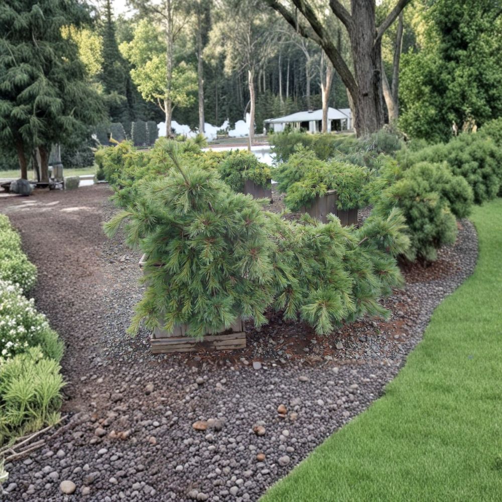 Pinus strobus 'Niagara Falls' White Pine Live Plant 12 Inches Weeping Evergreen Conifer 1-Gallon Pot Cascading Landscape Specimen