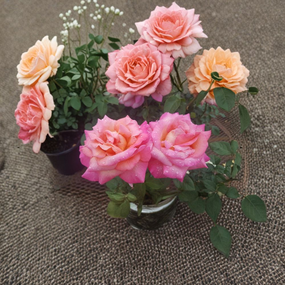 Broadway Rose Live Plant 3 Gallon | Hybrid Tea Rose Golden Yellow Pink Fragrant Garden Rose Bush