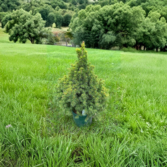 Picea glauca 'Summer Gold' White Spruce Live Plant – 12 Inches Tall, Golden Foliage, 1-Gallon Pot, Conifer for Garden & Landscape